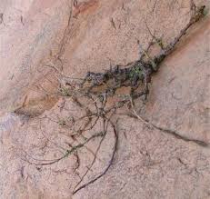 Image result for Aeollanthus neglectus