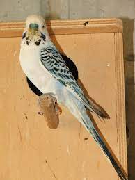 Opaline Texas Clearbody Wellensittich Vogel Als Haustiere Sittich