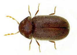 They are tiny brown bugs that have brown wings as well. Drugstore Beetle Wikipedia