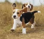Beagle Names - 300 Ideas For Beautiful Beagles