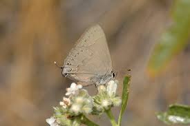 Image result for Satyrium sceptrum