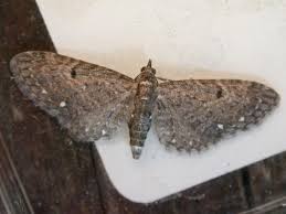 Image result for Eupithecia tripunctaria