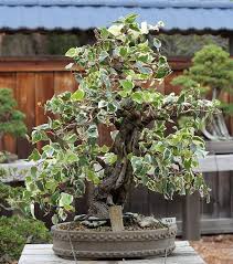 Alle infos zu den lego neuheiten für das jahr 2021 ✅ diese sets werden im neuen jahr erscheinen ✅ übersicht über alle themen bei stonewars.de. List Of Species Used In Bonsai Wikipedia The Free Encyclopedia Bonsai Baum Efeu Bonsai