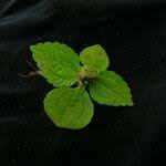 Image result for Lecanthus peduncularis