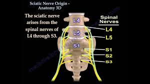 Assists in extension of the lumbar spine. The Final Chapter Low Back Pain And Sciatica Highett Physio