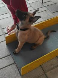 Because these 4 breeds were created at the same time they were often confused with each other as they all. Malinois Color Change And Puppy Training