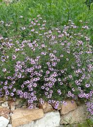 Image result for Nemesia lilacina