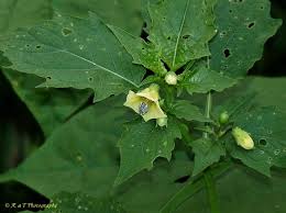 Image result for Physalis angulata