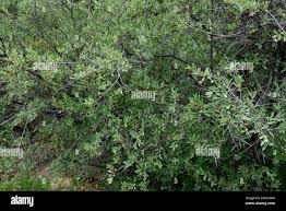 Image result for Grewia flava