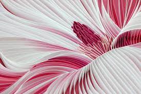 Magnolia Detail Judith Rolfe Paper Quilling Designs Paper Quilling Tutorial Quilling Flowers