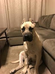 Browse thru our id verified puppy for sale listings to find your perfect puppy in your area. Presa Canario Puppies For Sale Fredericksburg Va 257706