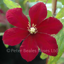 Riesenauswahl an produkten für zuhause. Clematis Niobe Tc Peter Beales Roses The World Leaders In Shrub Climbing Rambling And Standard Classic Roses