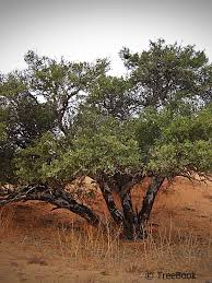 Image result for Boscia albitrunca