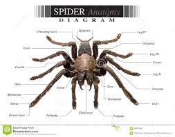 Spider Diagram Stock Photo Image Of Poison Eurypeima