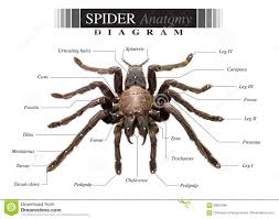 spider diagram stock images download 39 royalty free photos