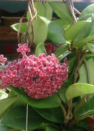 Currently in bud as shown in pictures. Hoya Plant Identify And Care For Houseplants Houseplant411 Com Houseplant 411 How To Identify And Care For Houseplants Hoya Plants Plants Unique Plants