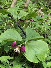 For what is afterwards said, is true of any of them, but particularly of the lilies: Consider The Wildflowers Quietkeepers