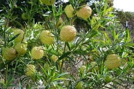 Hairy Balls Milkweed Gomphocarus Physocarpus Swan Plant Or Family Jewels Milkweed Seeds Plants Milkweed Plant Milkweed Seeds
