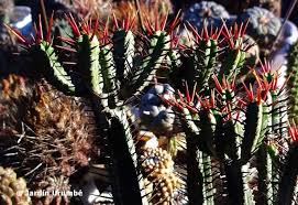 Image result for Euphorbia espinosa