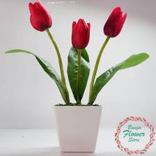 Home / product batu gambar sekuntum bunga tulip. Gambar Setangkai Bunga Tulip Putih