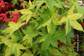 Image result for Liquidambar