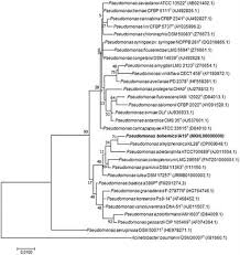 Moving people and goods safely, efficiently and sustainably across malaysia to improve quality of life and support a competitive economy. Frontiers Discovery Of Phloeophagus Beetles As A Source Of Pseudomonas Strains That Produce Potentially New Bioactive Substances And Description Of Pseudomonas Bohemica Sp Nov Microbiology