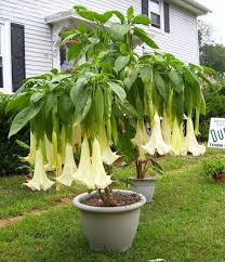 Each plant can have dozens, even hundreds, of blossoms at once. 110 Brugmansia Angels Trumpet Ideas Angel Trumpet Brugmansia Planting Flowers