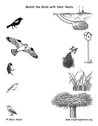 Birds With Their Nests Pictures Match The Birds With Their Nests Bird Unit Study Nature School Animal Lessons