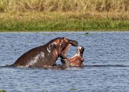 What animal can kill a hippo? 57 Huge Hippo Facts Complete Guide To The Massive Hippopotamus Storyteller Travel