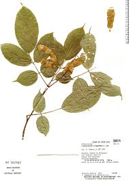 Image result for Lonchocarpus