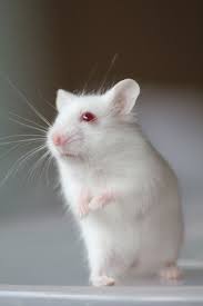 Are Black And White Syrian Hamsters Rare Its An Albino Campbell Hamster Rare Albino Animals Albino Animals Animals