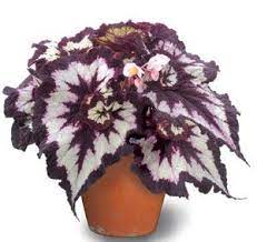 Begonias In The Winter Window Plants Unusual Plants Planting Flowers