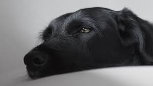 Check spelling or type a new query. Help My Doggo Is Super Sick 24 Hour Vets In Singapore