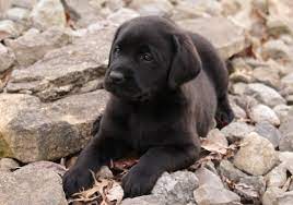 We did not find results for: Stoney Creek Labradors Stoney Creek Labradors Home Page