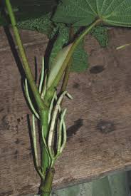 Image result for Piper umbellatum