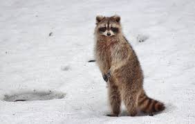 Raccoons eat in nature different foods. What Do Raccoons Eat In The Wild And As Pets Pet Keen