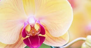 When watering your orchids, take care to avoid wetting the leaves. How To Grow Care For Orchids Love The Garden