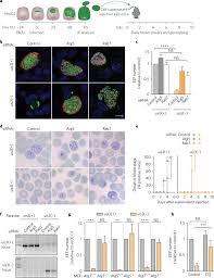 How do the details in this passage support the author's' purpose quizlet. Plasmodium Uis3 Sequesters Host Lc3 To Avoid Elimination By Autophagy In Hepatocytes Nature Microbiology