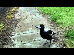 Bird That Sounds Like A Car Alarm At Night Aussie Magpie Sings Like R2d2 Youtube R2d2 Birds Animals