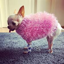Pin On Adorable Dogs