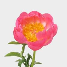 The most common peony flowers material is stretched canvas. Peony Coral Charm Pack 30 Stems Wholesale Blooms By The Box