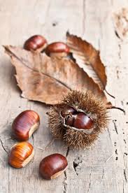 It has a chestnut garnish, nice for the time of year. Castagne Chestnut Trees Autumn Aesthetic Autumn Inspiration