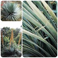 Image result for Spermacoce deserti