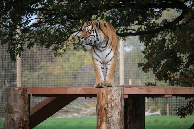 Amur tigers are on the up in Yorkshire Wildlife Park