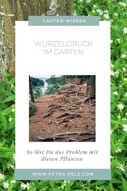 Trotz Baumen Im Garten Beete Eindrucksvoll Gestalten Und Bepflanzen In 2020 Pflanzen Garten Garten Pflanzen