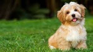 Check spelling or type a new query. 5 Makna Mimpi Dikejar Anjing Menandakan Anda Punya Masalah Dalam Hidup Tribun Jogja