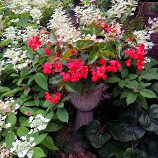 Impatiens 'accent watermelon' — 3 b. Gardening In The Shade Umn Extension