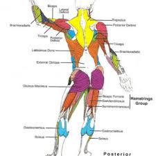 Muscle Blank Drawing Google Search Body Muscle Anatomy