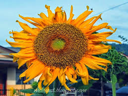 Minyak canola dan minyak bunga matahari yang berbeda adalah sumber lemak tak jenuh jantung yang sehat, namun mengandung berbagai jenis lemak. Kebun Bahagia Bersama Dwarf Teddy Bear Sunflower