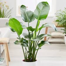 White Bird Of Paradise Houseplant Pin On House Plants